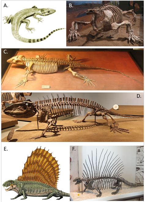 Pelycosaurs Reptiles, Mammals, Charles Darwin, Prehistoric, Lizard ...