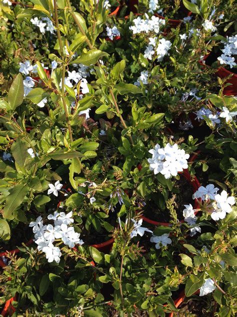 Plumbago auriculata 15cm – Tulip Garden Centre