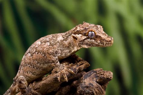 Keeping a Gargoyle Gecko (Care & Setup Guide) - Reptile Advisor