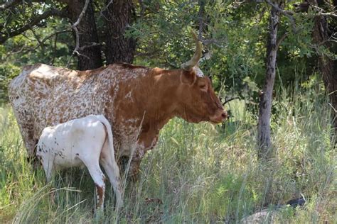 21 of the Best- Wichita Mountains Hiking Trails [Maps] - Rambling Russells