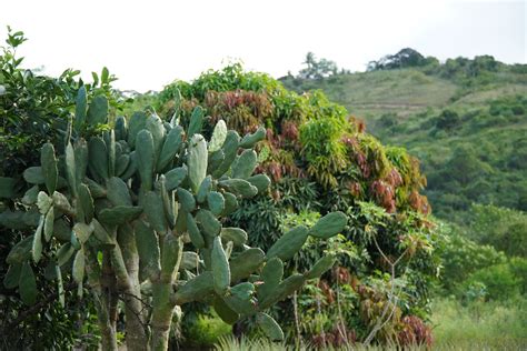 Cactus Field Photos, Download The BEST Free Cactus Field Stock Photos & HD Images