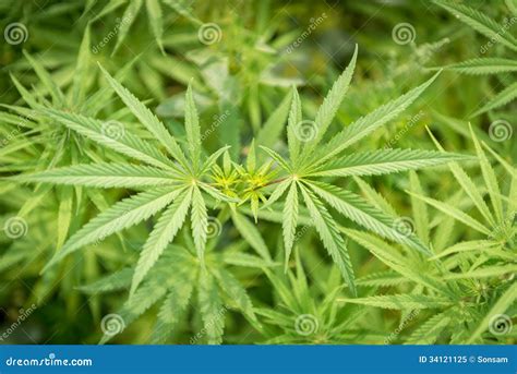 Marijuana Leaves, Close-up Royalty Free Stock Photo - Image: 34121125