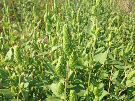 Ragweed: An Annual Affliction - Dyck Arboretum