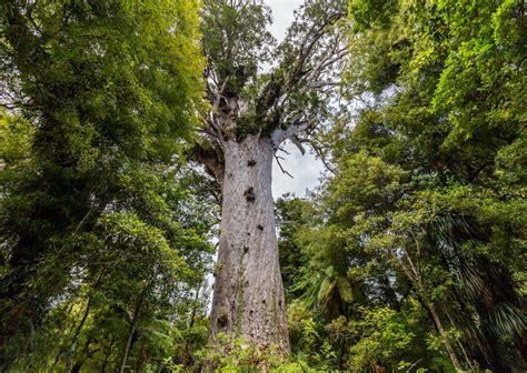 Hikers Spread New Zealand’s Kauri Tree Deadly Fungus