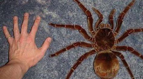 Goliath Birdeater: World's Largest Spider Can Grow As Long As A Child's Forearm | MessageToEagle.com