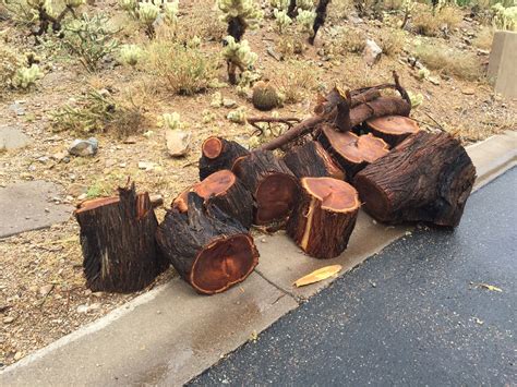 Velvet Mesquite Tree Trunk on the Lathe — Steemit