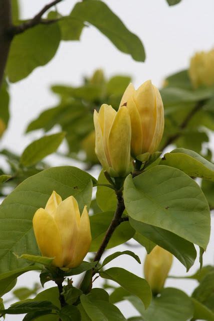 Magnolia: Yellow Bird I has one | Yellow bird, Garden journal, Magnolia