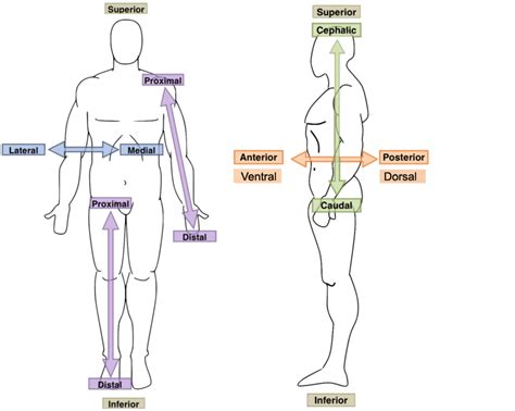 Anatomical Regions Of The Body Quiz - Anatomical Anatomy Position Medial Superior Physiology ...