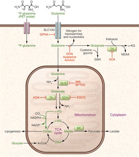 JCI - Glutamine and cancer: cell biology, physiology, and clinical ...