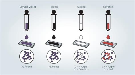 Gram Positive vs Gram Negative | Technology Networks