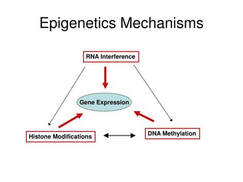 Epigenetics Ppt