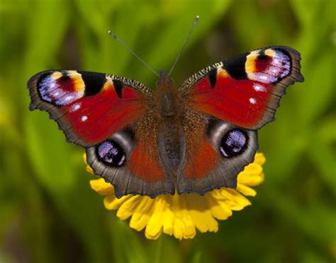 BBC - Nature UK: In pictures: UK butterflies (part four)