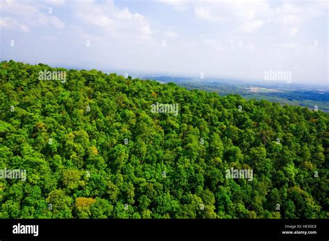 Aerial view of forest Stock Photo - Alamy