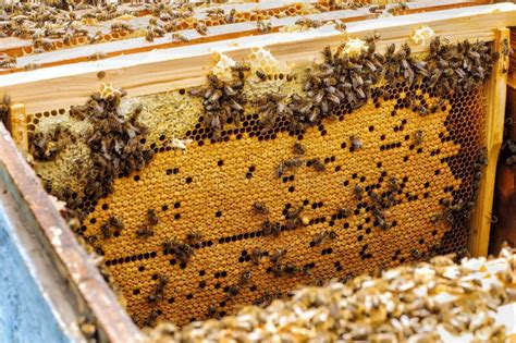 Bee Larvae in the Hive on a Honeycomb. Hive Stock Image - Image of apis, concepts: 85971085