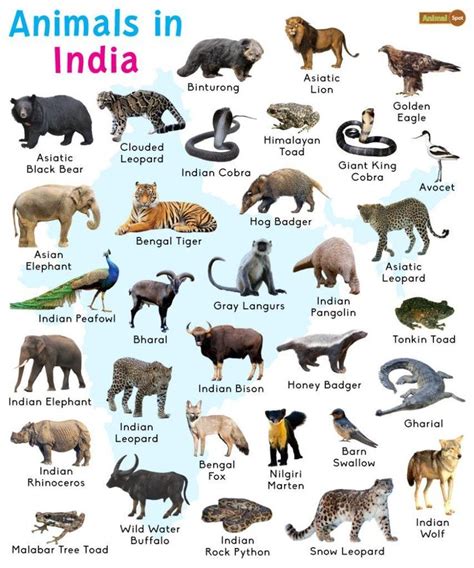 Animals in India: List and Facts with Pictures in 2023 | Indian animals ...