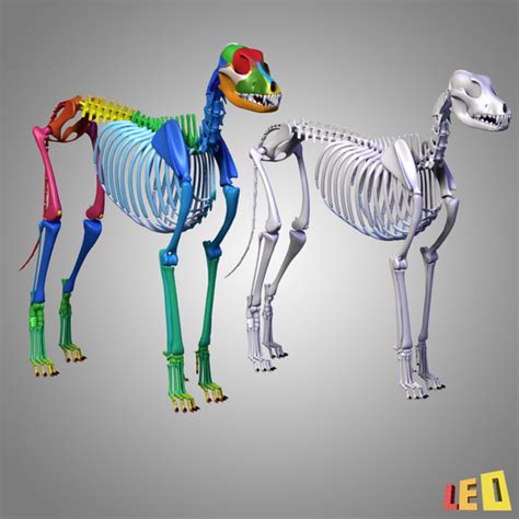 canine skeleton bones 3d model