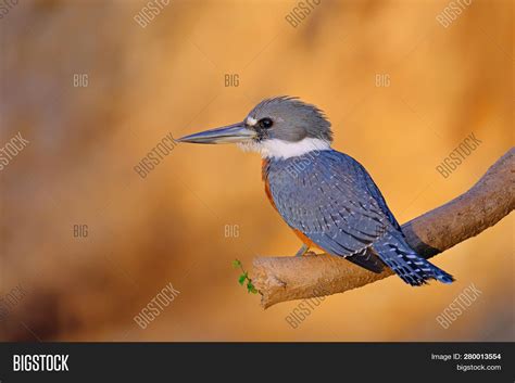 Male Ringed Kingfisher Image & Photo (Free Trial) | Bigstock