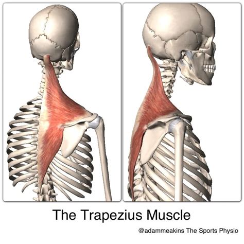 Trapezius (Upper, Middle, and Lower Divisions): Learn Your Muscles ...