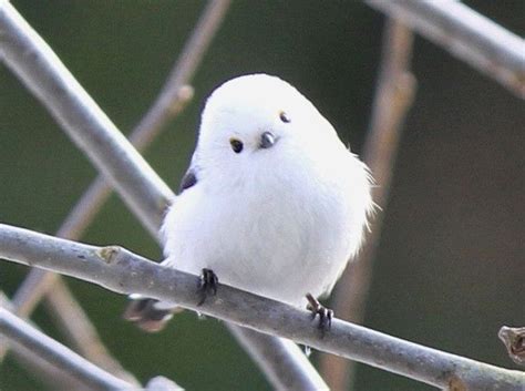 6 Hokkaido Animals that Hide in Snow | Pet birds, Cute animals, Cute birds