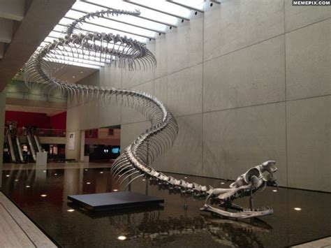 The most frightening thing, is that it existed. The Titanoboa ...