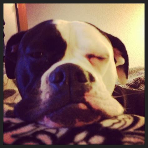 Sleeping bulldog | Bulldog breeds, American bulldog, Bulldog