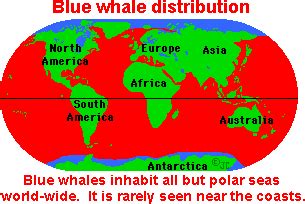 Blue whales live at the surface of the ocean and are found in all the ...