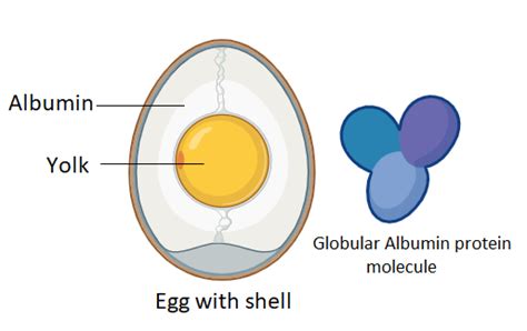 Which one is a simple protein?A. AlbuminB. NucleoproteinC. LipoproteinD ...