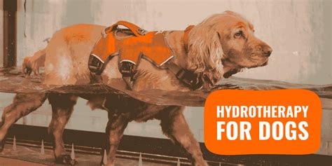 Hydrotherapy for Dogs – Guide, Benefits, Risks and Cost