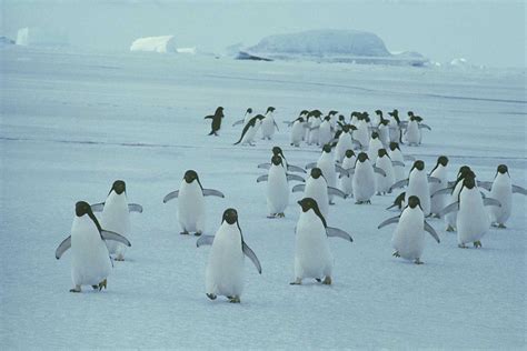 Adelie Penguin Pictures