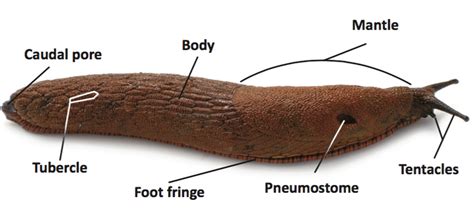 mollusc-key