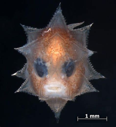 Newly hatched Ocean Sunfish (Mola Mola) larvae are only 2.5 mm (0.1 in ...