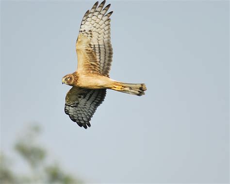 Smith Point Hawk Watch 11/25/21 (1 raptor) - Gulf Coast Bird Observatory