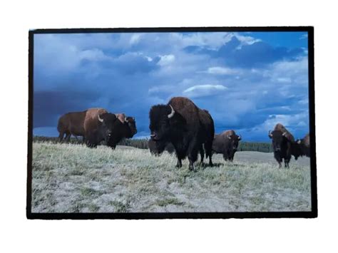 BISON HERDS, YELLOWSTONE National Park, WY Wyoming Vintage Postcard Unposted £4.68 - PicClick UK