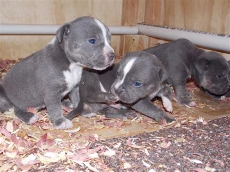 American Pit Bull Terrier Puppies For Sale | San Antonio, TX #241362