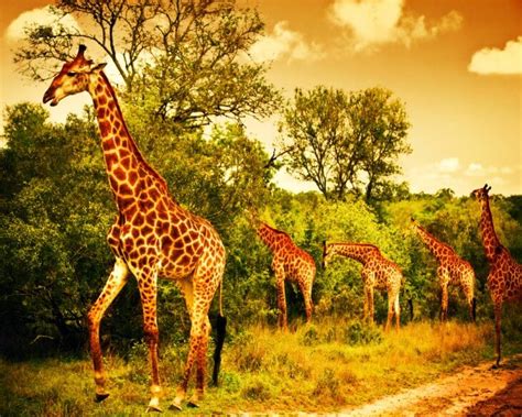 Explore Spectacular Nature Parks in Africa - Thomas Cook India