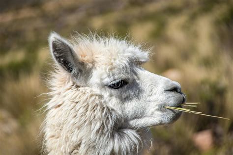 White and Brown Alpaca Face Close Up Photography · Free Stock Photo