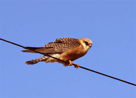 Birdwatching Algarve: Influx of Red-footed Falcon