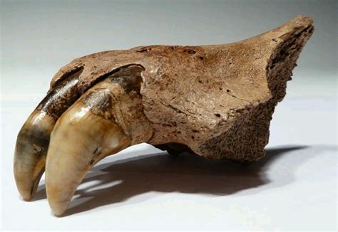 Smilodon teeth - General Fossil Discussion - The Fossil Forum