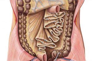 NEW Human ‘Organ’: The Mesentery | Catherine Annis Yoga