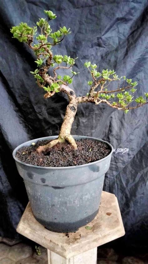 Bonsai Pemphis Acidula #35393, Furniture & Home Living, Gardening, Plants & Seeds on Carousell