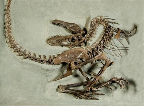 Study finds important differences among ‘teenage’ tyrannosaurs | News | University of Calgary