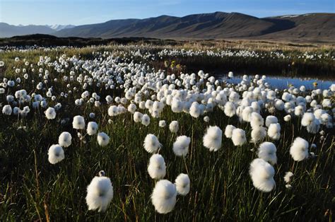 Plant Life: Arctic Tundra