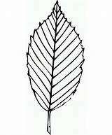 Printable Leaves Coloring Pages sketch template