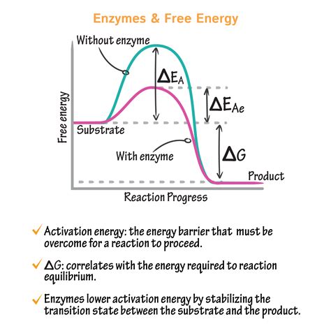 Enzyme Energy Diagram