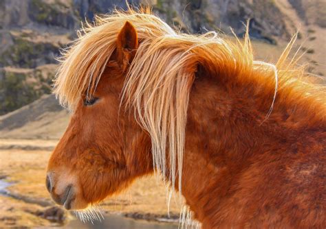 Caballos en Islandia – El Coleccionista de Instantes | Caballos, Islandia