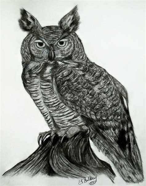 Great Horned Owl Drawing by Elizabeth Guilkey