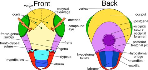 Anatomia degli Insetti: Capo e Apparati Boccali