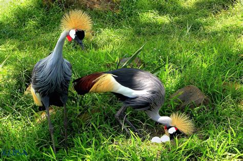 African Crowned Crane - Honolulu Zoo Society