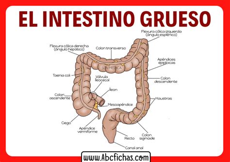 Intestino grueso y sus partes - ABC Fichas