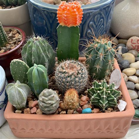 A little cactus arrangement I made♡ : r/cactus